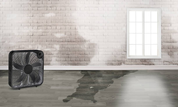 Best Water damage mitigation services  in Lakeland, TN