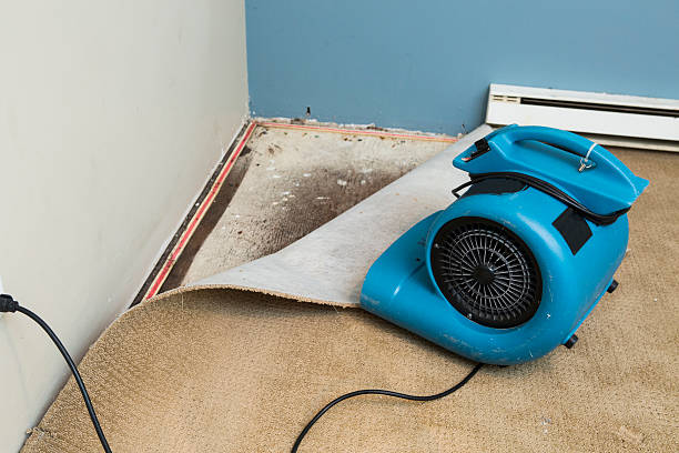 Best Basement water damage restoration  in Lakeland, TN